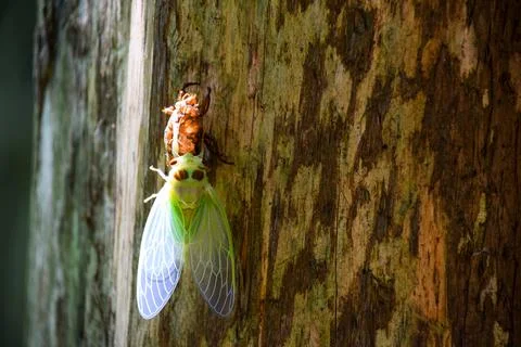 Cicada on tree trunk Stock Photos