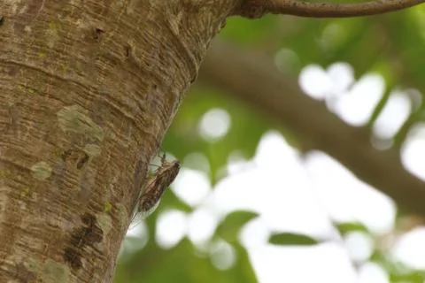 Cicada is on a tree in the wild. Stock Photos