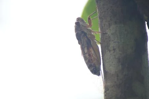 Cicada is on a tree in the wild. 스톡 사진
