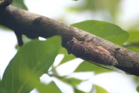 Cicada is on a tree in the wild Stock Photos