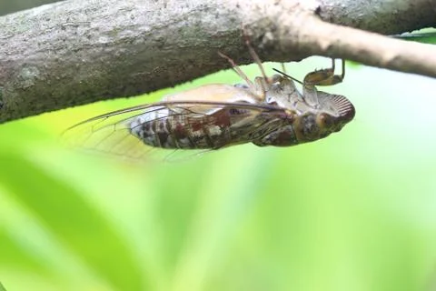 Cicada is on a tree in the wild Stock Photos
