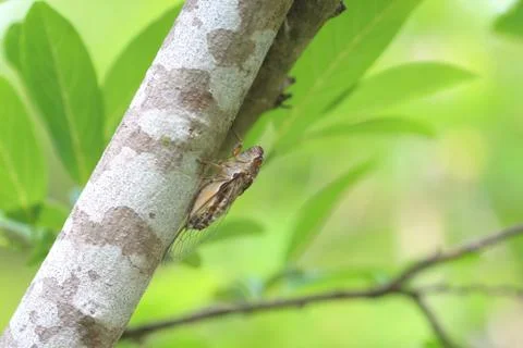 Cicada is on a tree in the wild. Stock Photos