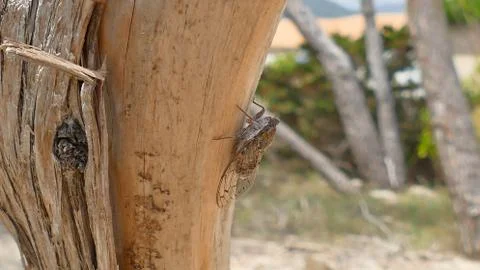 Cicada on the trees of spain Mallorca Stock Photos