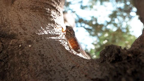 Cicada on the trunk of a tree Stock Footage 117762479