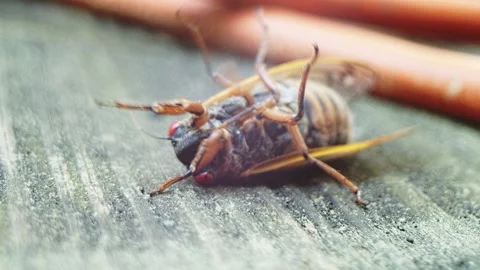 Cicada - Upside down, flips upright Stock Footage 154701116