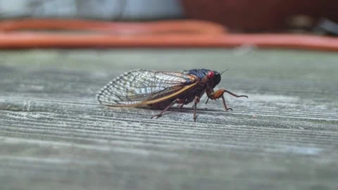 Cicada - Walking (Medium, Pan) Stock Footage 154701132
