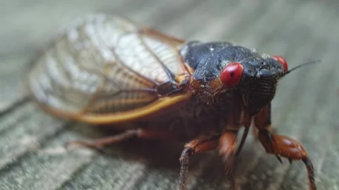 Cicada - Walking (Tracking Shot, Closeup) Stock Footage 154701118