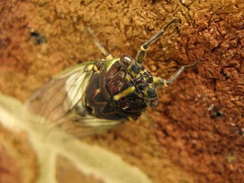 Cicada on a wall in australia Stock-Fotos