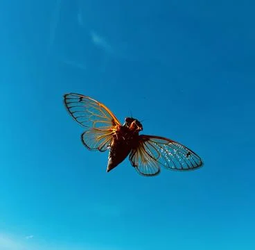 Cicada On Window Stockfoto's