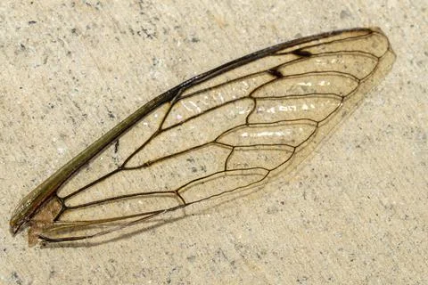 Cicada Wing Stock Photos