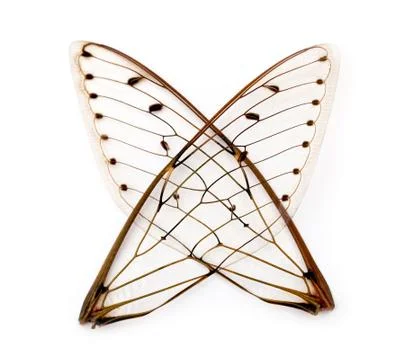 Cicada wings. Stock Photos