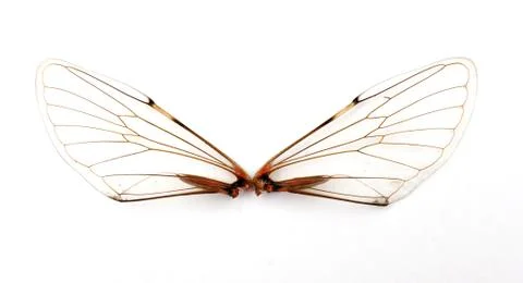 Cicada wings. Stock Photos