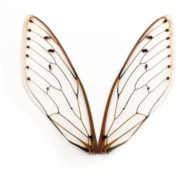 Cicada wings. 写真素材