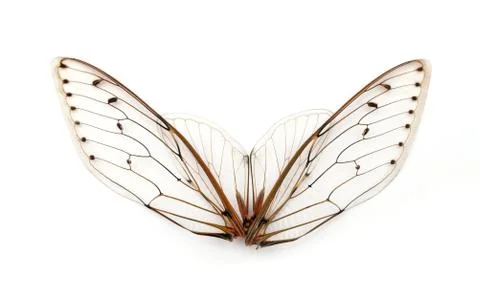 Cicada wings. Stock Photos