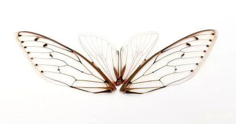 Cicada wings. Fotos de archivo