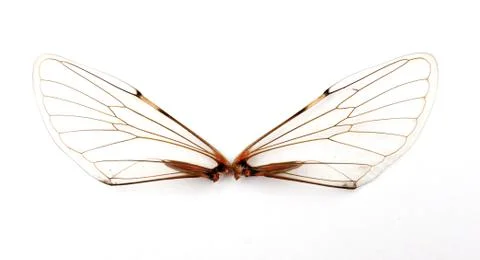 Cicada wings. Stock Photos