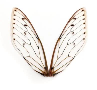 Cicada wings. Stock-Fotos