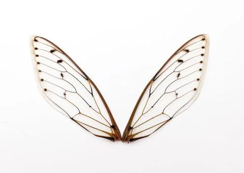 Cicada wings. 写真素材