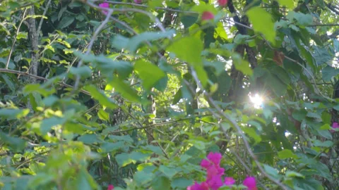 Cicadas 1 Stock Footage 254050770