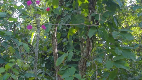 Cicadas 2 Stock Footage 254051167