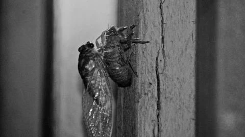 Cicadas 2 Stock Photos