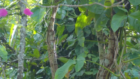 Cicadas 3 Stock Footage 254052548