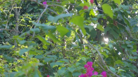 Cicadas 4 Stock Footage 254052753