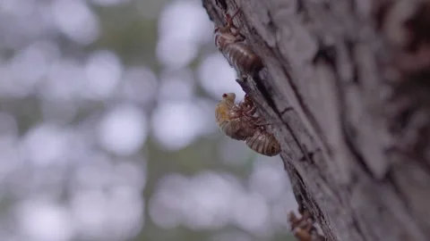 Cicadas Brood X 2021 Cicada Emerging from Shell Stock Footage