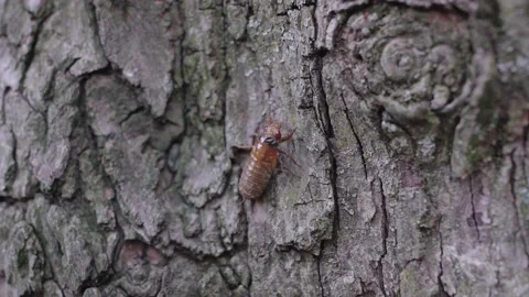 Cicadas Brood X 2021 Single Crawling Stock Footage 154436308