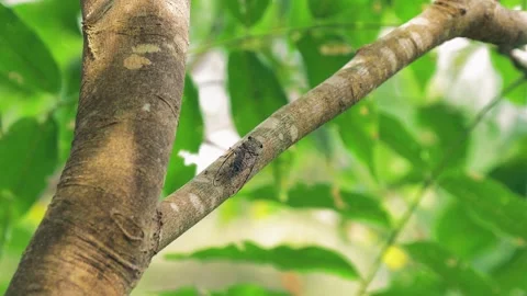 Cicadas chirping on branches 스톡 동영상 251946941