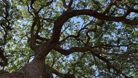 Cicadas chirping in olive tree Stock-Footage 209222788