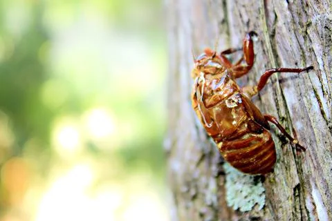 Cicadas climb large trees Stock Photos