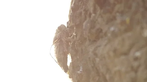 Cicadas is climbing on the tree Video stock 48360816