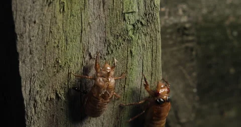 Cicadas Craweling by empty shell Stock Footage 275286319