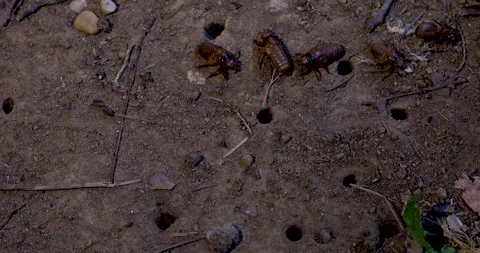 Cicadas crawling around holes Stock Footage 275382006