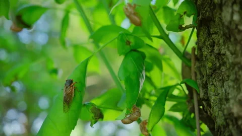Cicadas emerging from ground and go up the tree trunk. Close up shot of Cicadas 스톡 동영상 287742237
