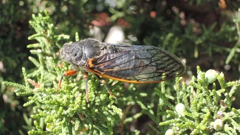 Cicadas Stock Footage 168914831