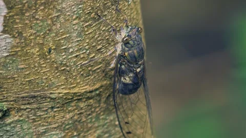 Cicadas lying on tree trunks 스톡 동영상 251952552