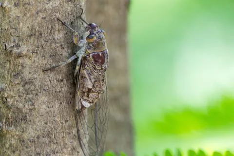 Cicadas in the park Stock Photos