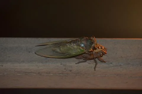 Cicadas Stock Photos
