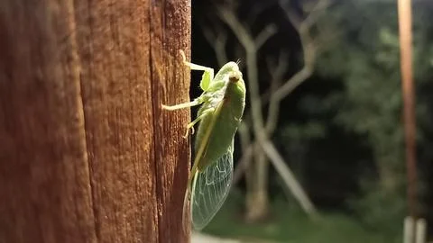 Cicadas Stock Photos