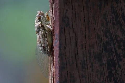 Cicadas Stock Photos