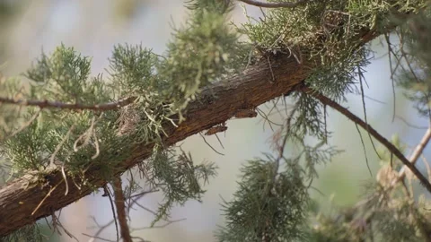 Cicadas on Pine Tree Branch in Athens Greece 스톡 동영상 232307253