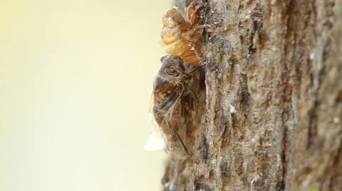 Cicadas resting after metamorphosis Stock Footage 48360776