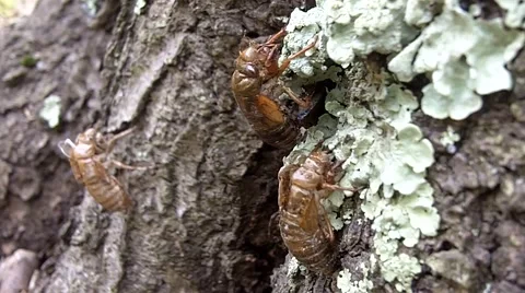 Cicadas shells stuck to tree Stock Footage 63785340