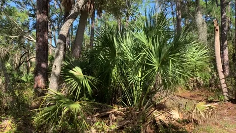 Cicadas singing florida usa Stock Footage 258145465