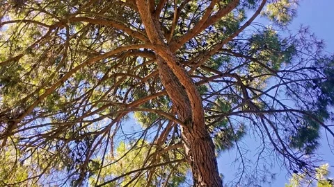 Cicadas singing by the lagoon Stock Footage 278606842