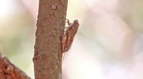 Cicadas singing on tree branch. Stock Footage 48948200