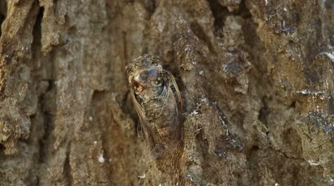 Cicadas on tree bark Stock Footage 48360872