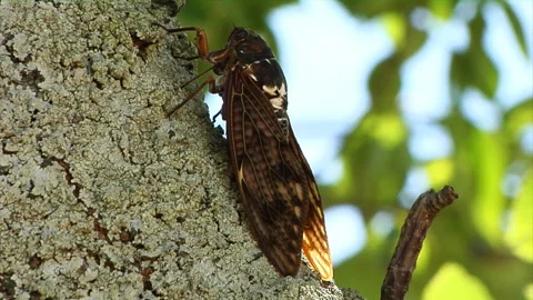 Cicadas on a Tree Stock Footage 327612251